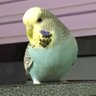 Chris's profile picture