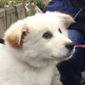 わんこ 的头像