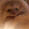 Profilbild von おしょこ