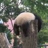 Фото профиля クマクロ