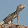 Arizona Lizard's profile picture