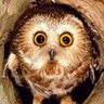 Profilbild von Lechucero