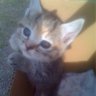 Taro-Ken's profile picture