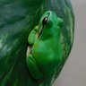 Pyon吉 profil fotoğrafı