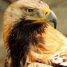 ابو مالك محمد صالح's profile picture