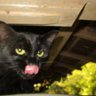 山茶花 🐱 profil fotoğrafı